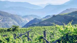 Trentino "Wine Region of the Year 2020" secondo Wine Enthusiast