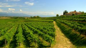 Il vitigno Friulano è quello che una volta si chiamava Tocai Friulano paesaggio con vigneti del Friuli-Venezia Giulia