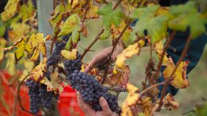Previsioni per la vendemmia 2016