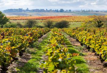 Le due culture: antitesi o sintesi