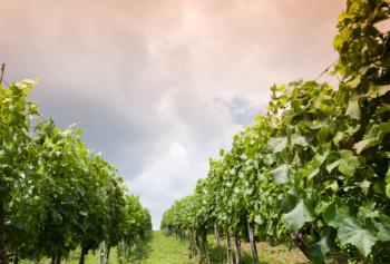 Clima delle annate 2016 e 2017 del vino a confronto