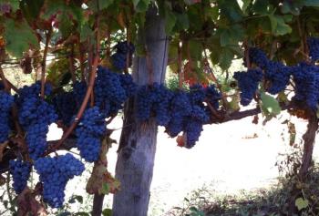 Il Cesanese di Affile, del Piglio e di Olevano