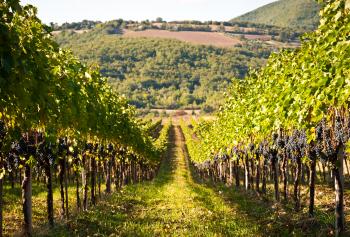 vino in Molise