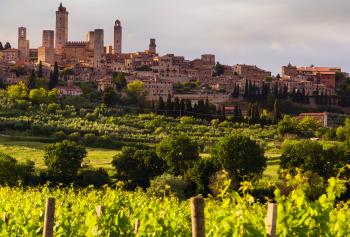 Vigneto a San Gimignano