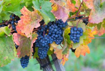 storia dell'uva Barbera