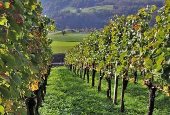 Scoperto un tesoro sotto le vigne dell'Amarone della Valpolicella
