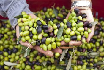 Frantoi aperi 2016 in Umbria