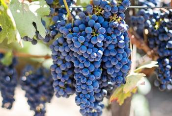 calici-di-stelle-2018-Abruzzo