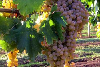 calici-di-stelle-2018-Lazio