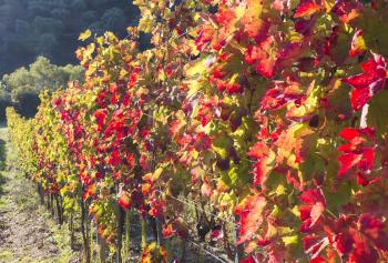 uve di Aglianico a confronto 