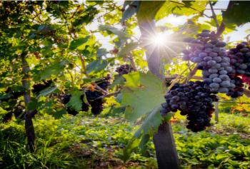 Vendemmia 2018