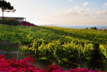 Viaggio a Salina terra della Malvasia delle Lipari
