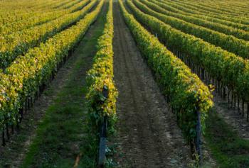 Calici di Stelle 2018 in Calabria 