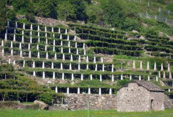 Il vino in Valle d Aosta