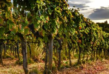 Viti "resistenti" alle malattie, per vini di qualità e più sostenibili