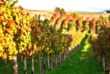 Ad Avellino la prima scuola di viticoltura e enologia 