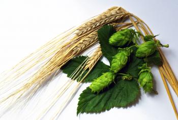 al via la coltivazione del luppolo italiano