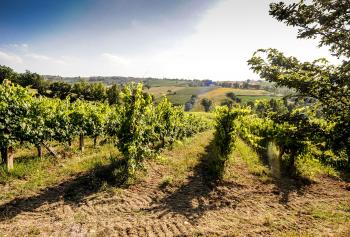 Alla scoperta dell'uva Grechetto