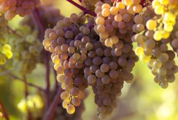 ampelogafia nella storia