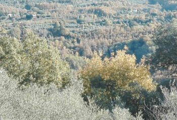 L’Olio delle Colline, l’8 febbraio Bassiano ospiterà la XV edizione