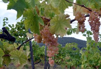 Il canaiolo bianco e rosa