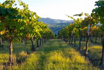 Cantine Aperte in Vendemmia 2018 in Lombardia