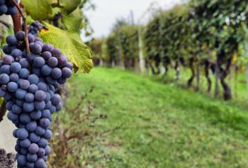 Cantine Aperte in Vendemmia 2018 nelle Marche
