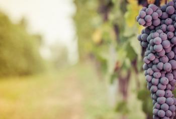 Cantine Aperte in Vendemmia 2018 in Piemonte