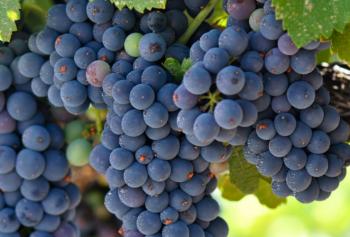 Cantine Aperte in Vendemmia 2018 in Toscana