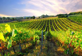 Cantine Aperte in Vendemmia 2018 in Umbria