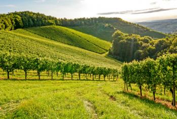 Cantine Aperte in Vendemmia 2018 in Veneto