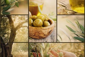 tecniche di raccolta di olive