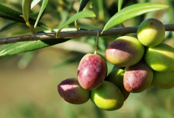 Come si produce l&#039;olio extra vergine di oliva