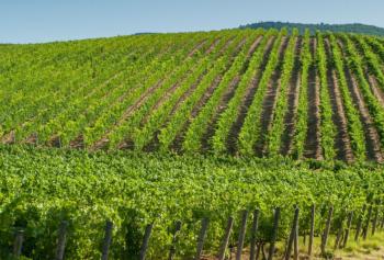 Consorzio di tutela doc delle venezie la riscossa del pinot grigio