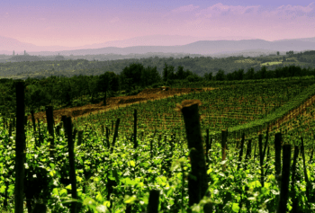 Cantine Aperte 2018 in Campania