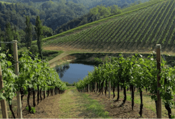 Cantine Aperte 2018 in Emilia Romagna