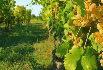 Cantine Aperte 2018 in Liguria