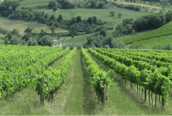 Cantine Aperte 2018 in Molise