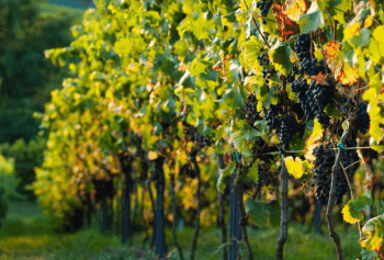 Quadro normativo Enoturismo