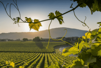 Cantine Aperte 2018 in Calabria