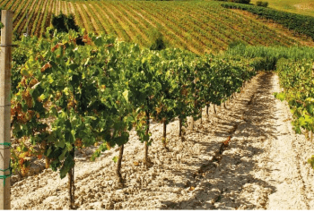 Cantine Aperte 2018 in Friuli Venezia Giulia