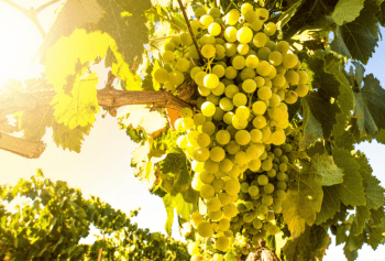 Cantine Aperte 2018 nel Lazio 