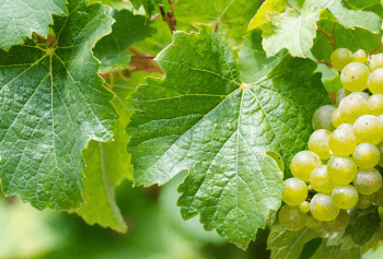 Cantine Aperte 2018 in Lombardia