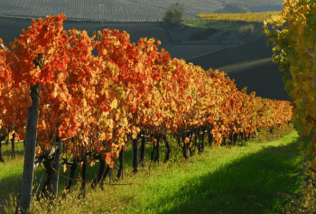 Cantine Aperte 2018 nelle Marche