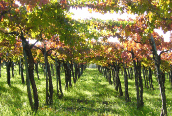 Cantine Aperte 2018 in Piemonte