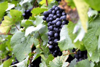 Cantine Aperte 2018 in Puglia