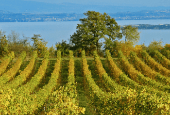 Cantine Aperte 2018 in Sardegna
