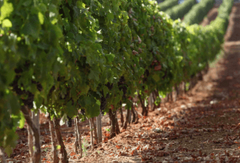 Cantine Aperte 2018 in Sicilia