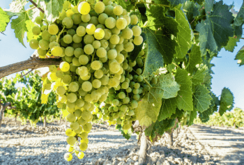 Cantine Aperte in Toscana