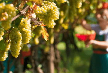 Cantine Aperte 2018 in Trentino Alto Adige